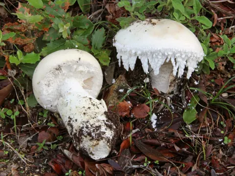 Bearded Amanita