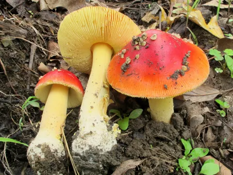 Eastern North American Destroying Angel