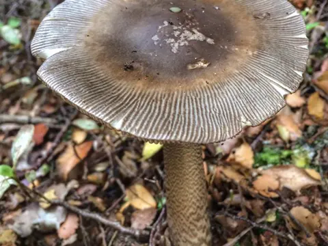 Peke Amanita
