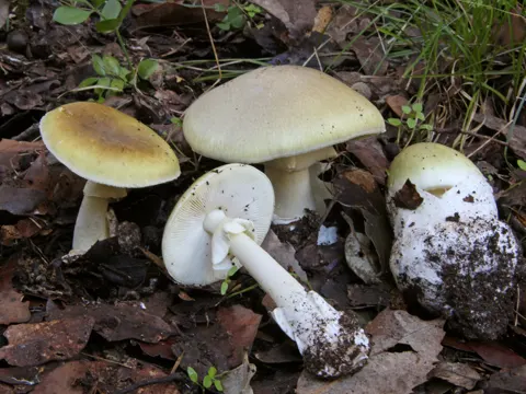 Death Cap