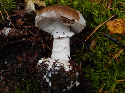 Grey Veiled Amanita