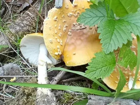 Royal Amanita