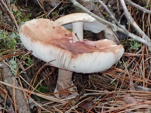 Caesar's Mushroom