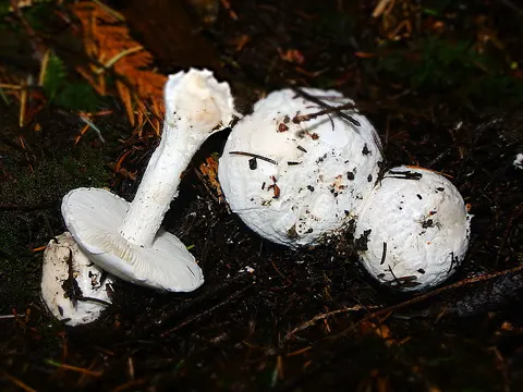 Amanita silvicola