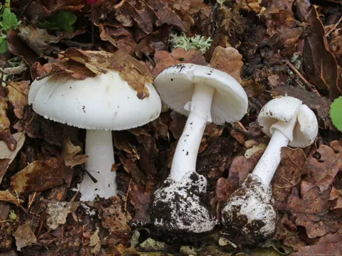 Frühlings-Knollenblätterpilz