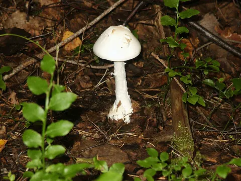 Destroying Angel