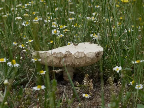 Barefoot Amanita