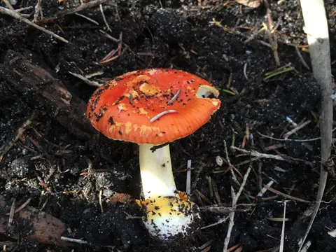 Amanita xanthocephala