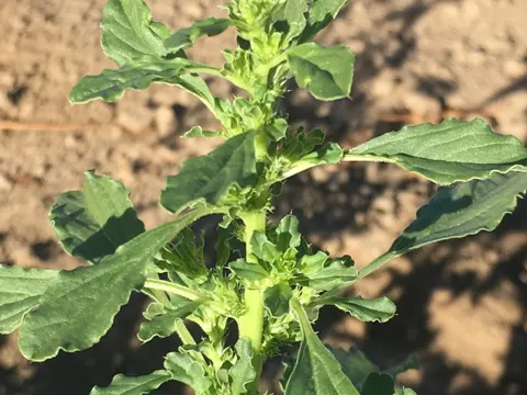 White Pigweed