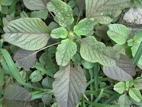 Purple Amaranth