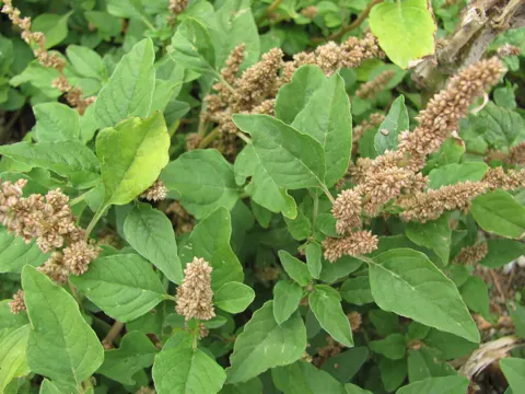 Low Amaranth