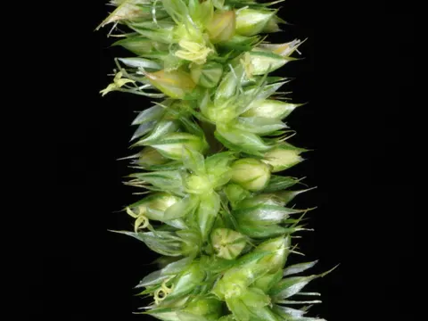 Palmer Amaranth