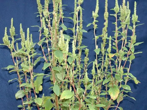 Powell's Amaranth