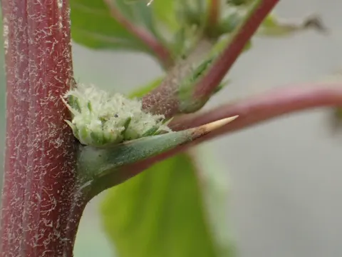 Spiny Amaranth