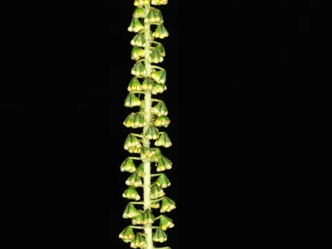 Giant Ragweed
