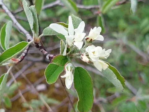 Snowy Mespilus