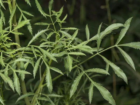 Bullwort