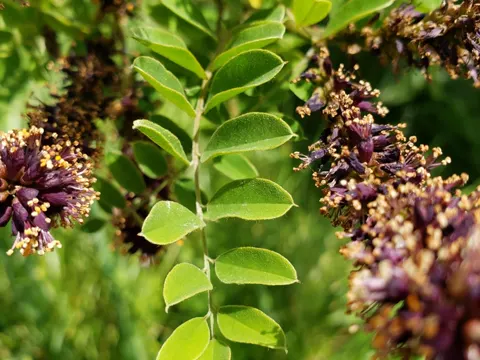False Indigo