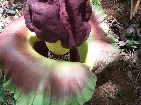Elephant Foot Yam
