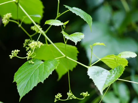 False Grape
