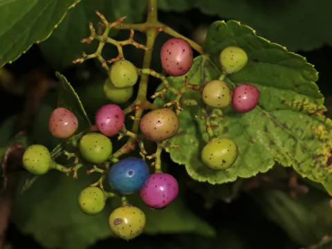 Porcelain Vine