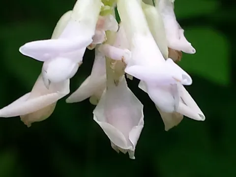Hog-peanut