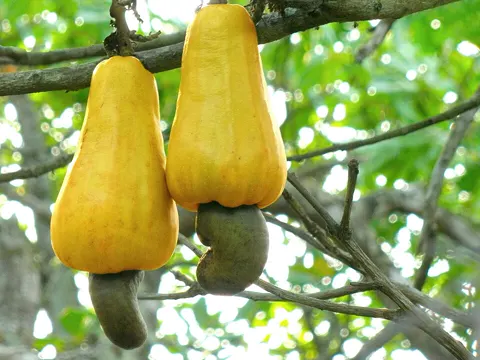 Cashew