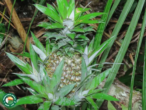 Pineapple