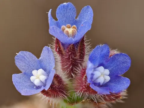 Alkanet