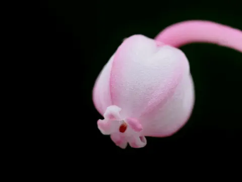 Bog Rosemary