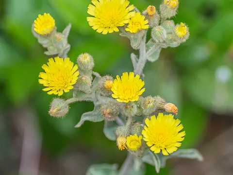 Entire-leaved Andryala