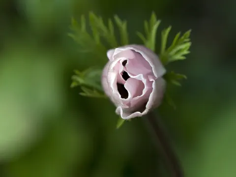 Poppy Anemone