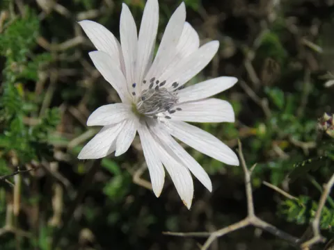 Garden Anemone