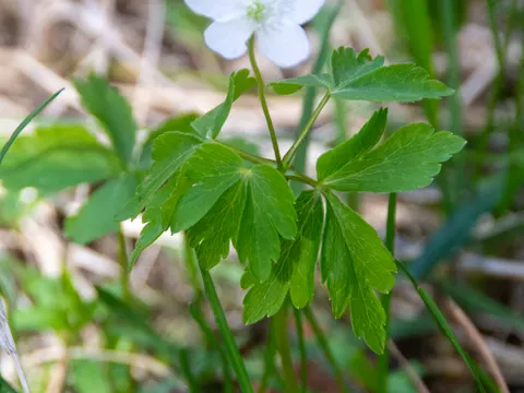 Piper's Anemone