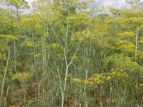 Dill
