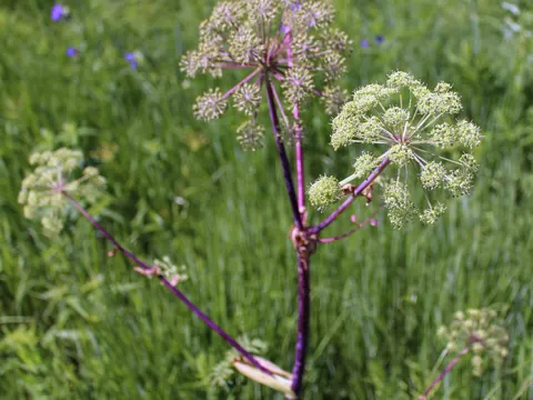 Great Angelica