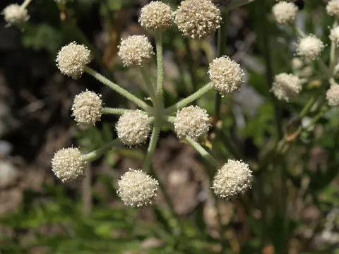Alpine Angelica