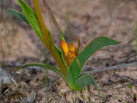 Dwarf Kangaroo Paw