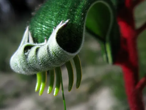 Red and Green Kangaroo Paw