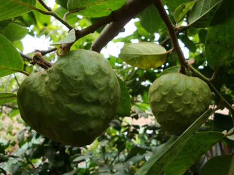 Cherimoya