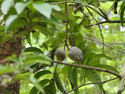 Custard Apple