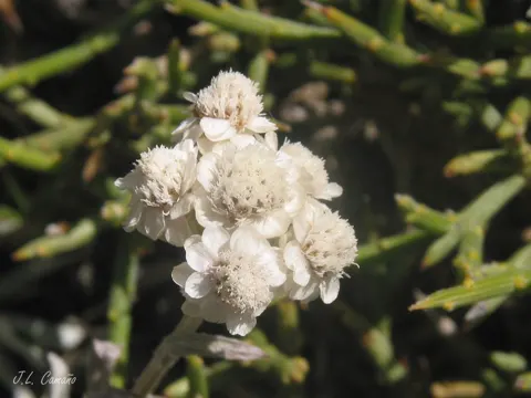 Mountain Everlasting