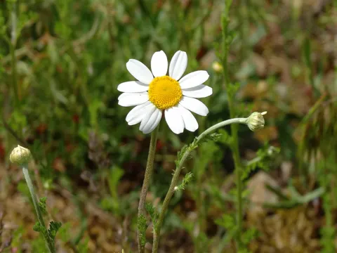 Corn Chamomile
