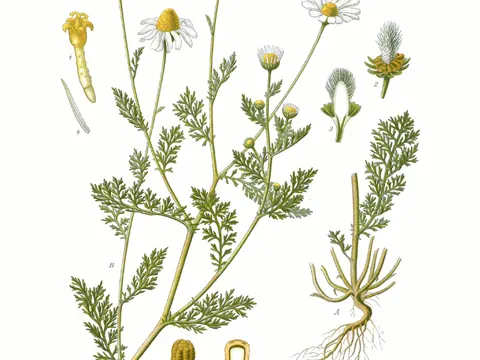 Dog Fennel