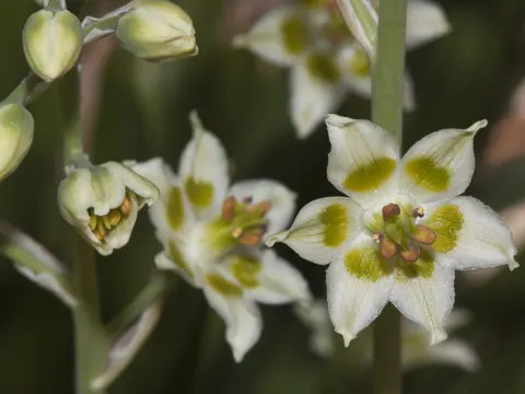 Alkali Death-camas