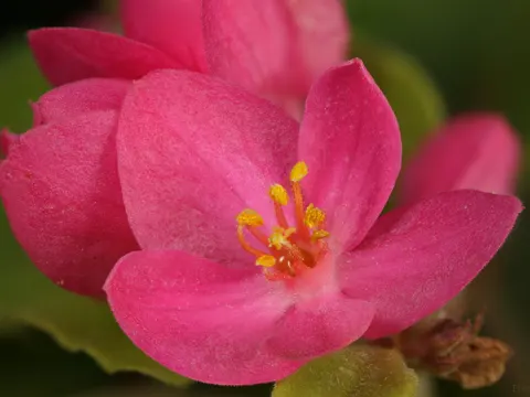 Coralita