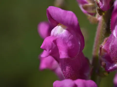 Snapdragon