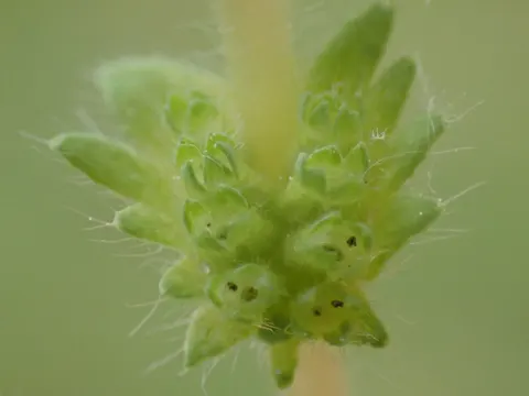 Parsley-piert