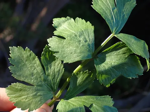 Wild Celery