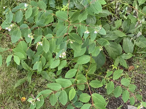 Spreading Dogbane